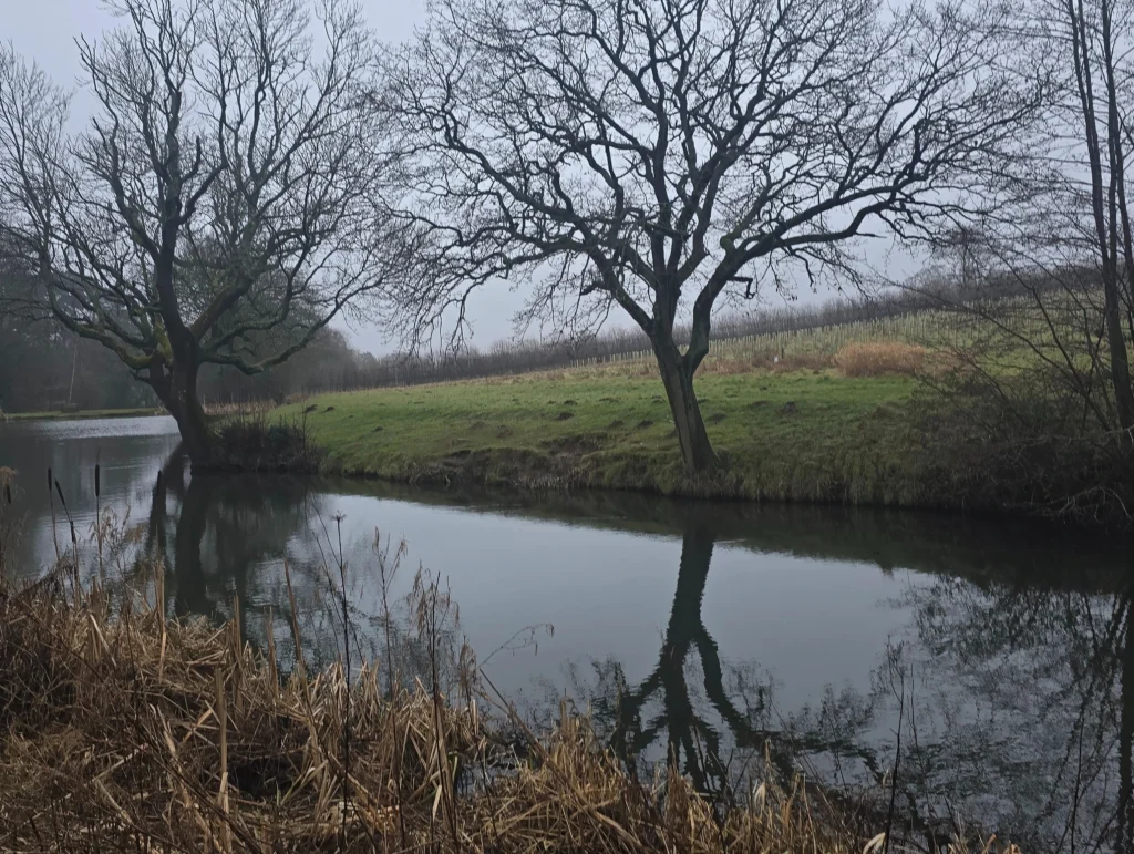 A-serene-reflection-of-bare-trees-on-the-still-water-at-Lickey-Hills-Country-Park-with-misty-weather-and-green-grass-on-the-bank