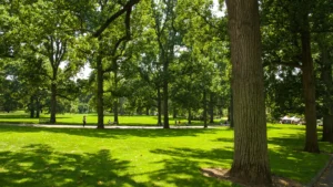 Spacious-green-park-with-tall-trees-and-people-enjoying-the-outdoors-in-a-relaxed-environment