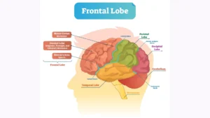 Self-Reflection-concept-showing-the-human-brain-and-frontal-lobe-representing-awareness-decision-making-and-emotional-understanding